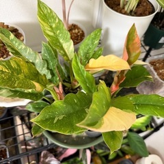 観葉植物 フィロデンドロン リングオブファイア