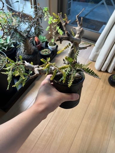 ボスウェリア・ネグレクタ現地株