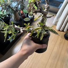 ボスウェリアネグレクタ　現地株 Boswellia neglecta ボスウェリア ネグレクタ 発根済現地株 #9