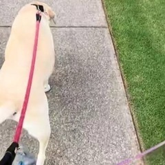 犬好きあつまれーー！！