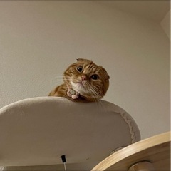 里親を募集しています