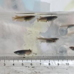 MARIMOYA　メダカ　20匹　コブラ　キッシング　ワイドフィ...