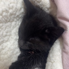 黒猫ちゃん2か月