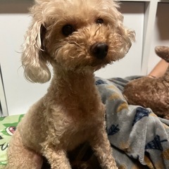 決定🌸トイプードル 7歳🌼♀