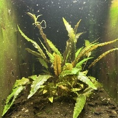 ブルーベルベットシュリンプ、グリーンジェイドシュリンプ、水草の画像