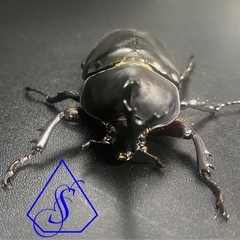 コバエシャッターの中古が安い!激安で譲ります・無料であげます コバエシャッターの中古が安い!激安で譲ります・無料であげます