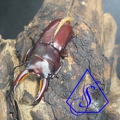 メリアヌスコクワガタ　♂単品(B品)