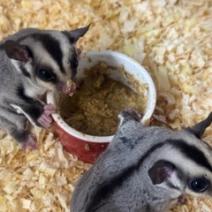 フクロモモンガノーマル 訳あり
