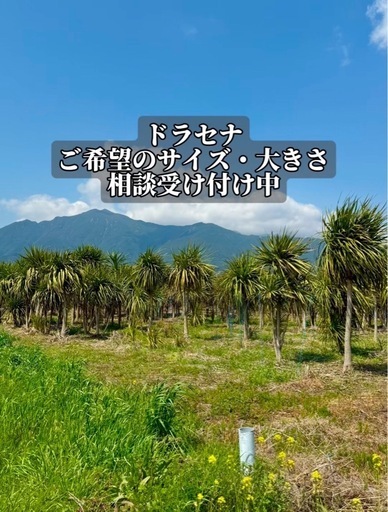 【農場見学歓迎】ドラセナ販売中！植え込み対応もOK！