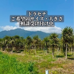 ココスヤシシルバーリーフ 【配送・植え込み対応OK！引き取りも