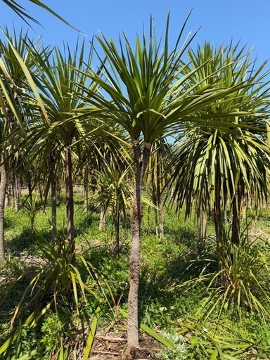 【農場見学歓迎】ドラセナ販売中！植え込み対応もOK！ 農場見学歓迎】ドラセナ販売中！植え込み対応もOK！