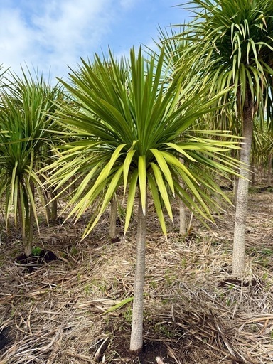 農場見学歓迎】ドラセナ販売中！植え込み対応もOK！