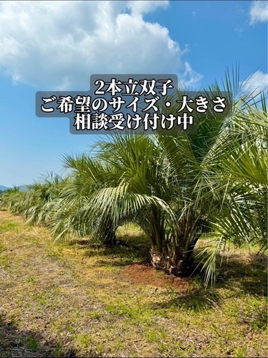 【ココスヤシ 双子株】サイズ・本数相談OK！植え込みも対応可能！