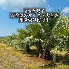 ココスヤシ シルバーリーフ 【現地で引き取りもしくは近場限定の