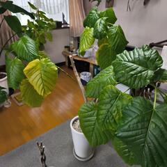 観葉植物  ウンベラータ  １４０センチの画像