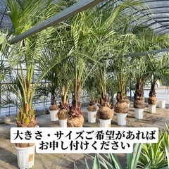 ココスヤシの中古が安い！激安で譲ります・無料であげます