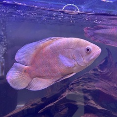 熱帯魚　オスカー　3種の画像