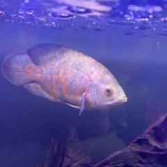 熱帯魚　オスカー　3種の画像