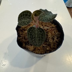 ジュエルオーキッド