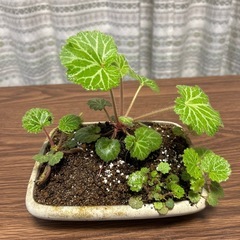 ユキノシタ
