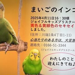 インコを保護しています。