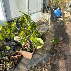 がじゅまる