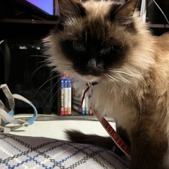 ラグドール　純血 - 猫