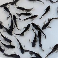 高級メダカ4種の有精卵40個＋α