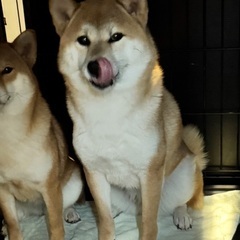大切に家族のように飼ってください柴犬です。