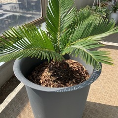 蘇轍の画像