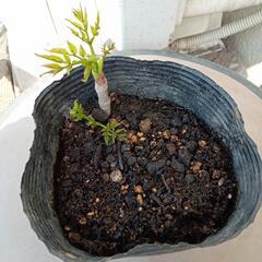 タラの芽苗