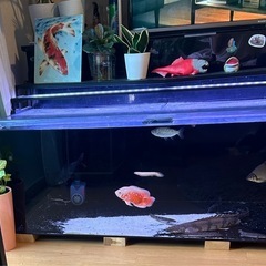 水槽セット