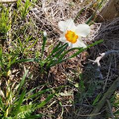 水仙の花 球根 かわいそうなのでもらってください