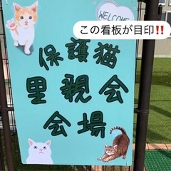 4/20(日)開催🎉保護猫の里親会in津市 - 津市