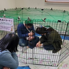 4/20(日)開催🎉保護猫の里親会in津市 − 三重県