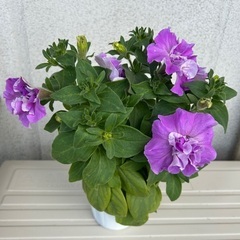 4.ペチュニア　八重咲　花苗　植物　園芸