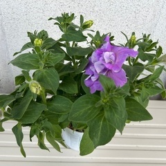 3.ペチュニア　八重咲　花苗　植物　園芸