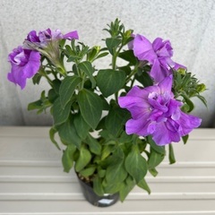 2.ペチュニア　八重咲　花苗　植物　園芸