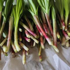 臭い！美味い！太い！行者ニンニクの画像