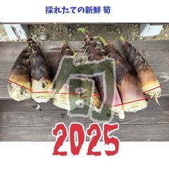 2025 『筍』5～6本詰合せ 初物 この季節がやってきました!...