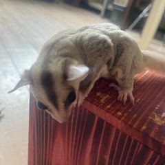 🔴フクロモモンガ🔴カリミノ5ヶ月　♀ 