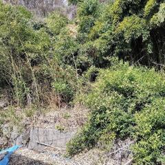 竹藪をなんとかしたいです