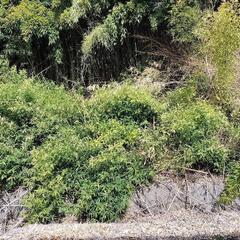 竹藪をなんとかしたいです - 長野市