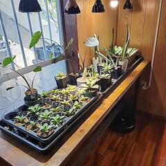 フィロデンドロン　フロリダゴースト　観葉植物の画像