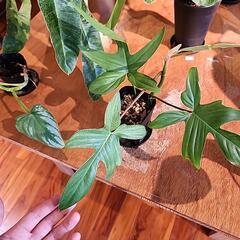 フィロデンドロン　フロリダゴースト　観葉植物の画像