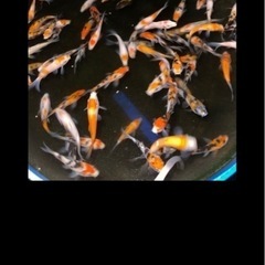 7000円に値下げします 錦鯉 稚魚 25匹セット