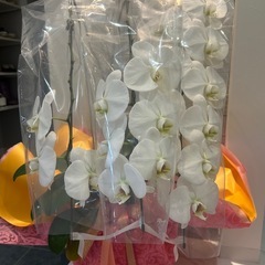 胡蝶蘭