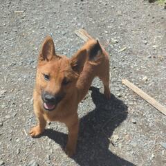 赤柴犬の仔犬です　 − 岐阜県