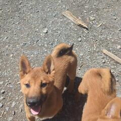 赤柴犬の仔犬です　 - 美濃加茂市