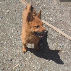 赤柴犬の仔犬です　 - 犬